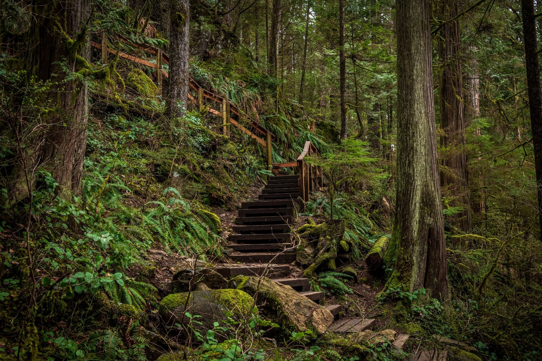 Scenic forest trail with wooden steps